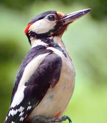 Buntspecht