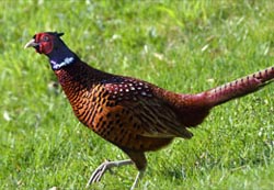 Jagdfasan