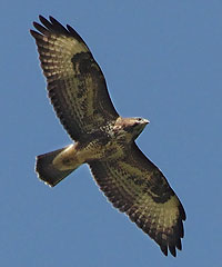 Mäusebussard