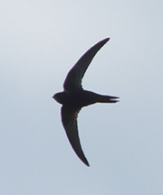 Mauersegler