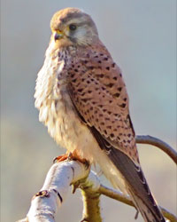 Turmfalke