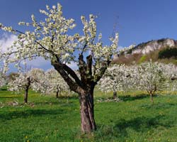 Streuobstwiese