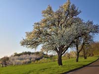 Weg zur Kirschblüte am Walberla