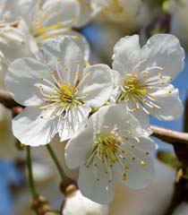 Kirschblüten der Süßkirsche