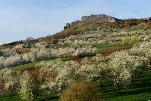 Kirschblütenkranz am Walberla